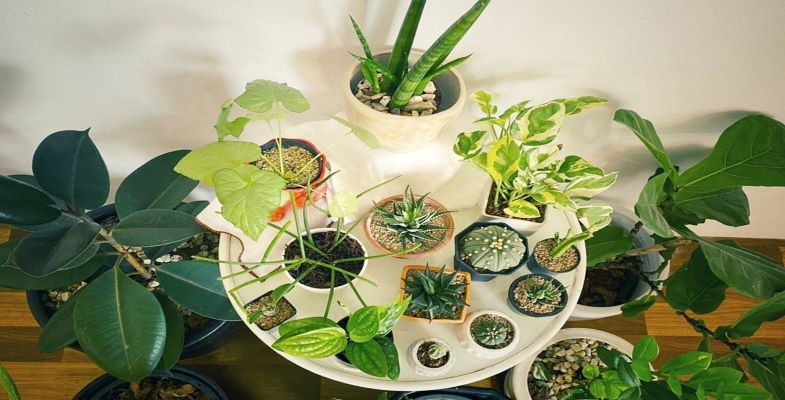How To Take Care Of Indoor Plants