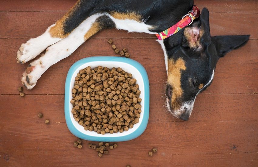 Seven Secrets To Choosing A Safe, Healthy Pet Food