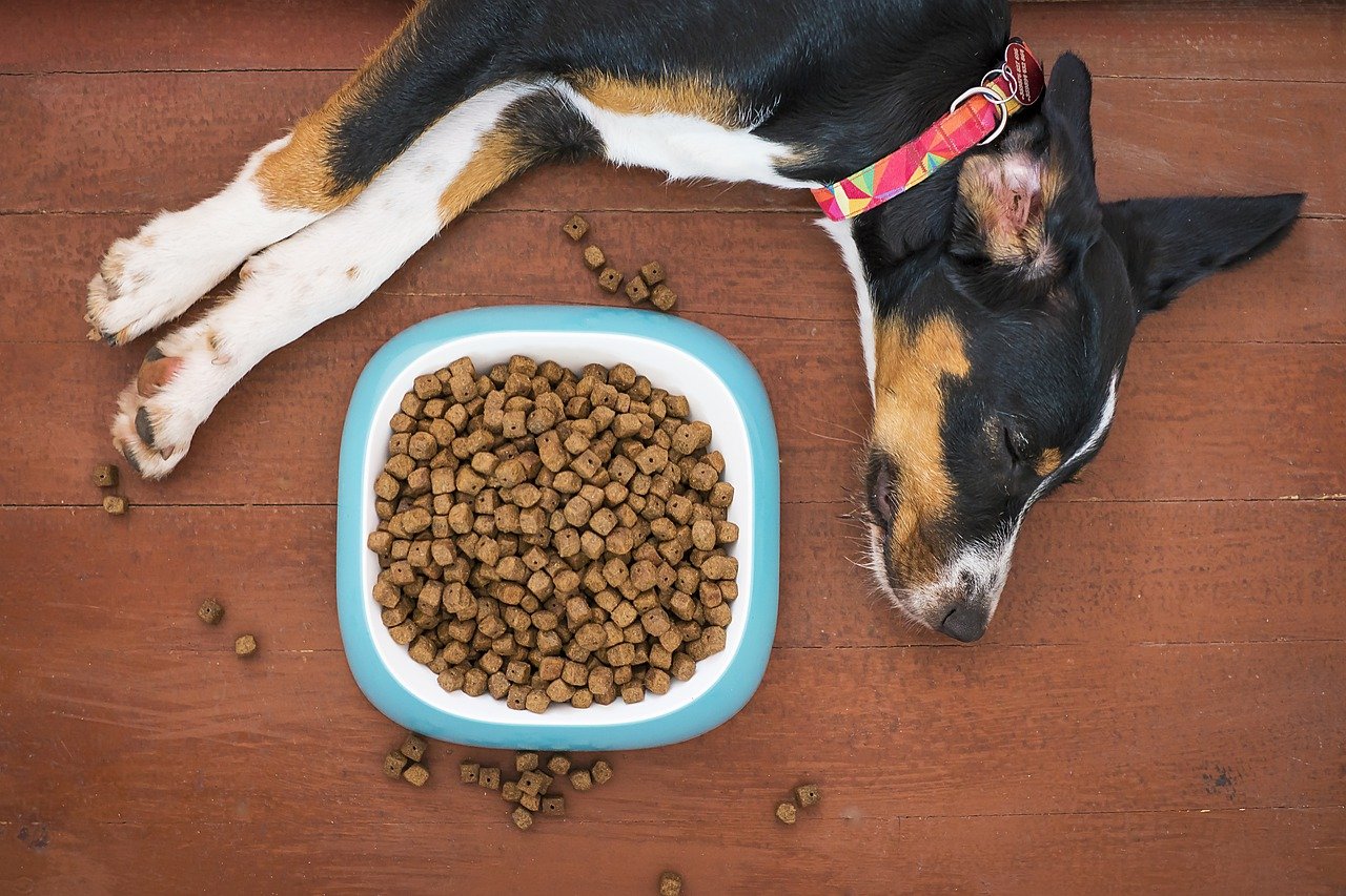 Seven Secrets To Choosing A Safe, Healthy Pet Food